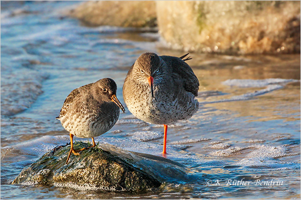 Meerstrandläufer und Rotschenkel